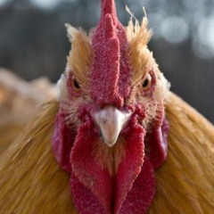Pollo Loco - My Empala