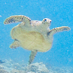 Turtle (Radio Edit)