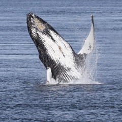 Inukshuk Flower Island October 3 2021