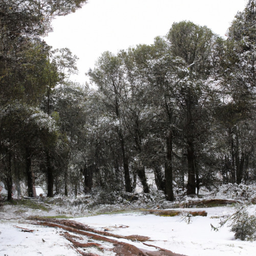Snowy Pine Forest