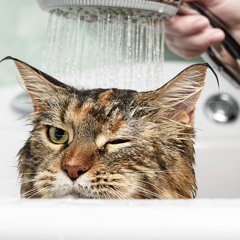 Ep.11 - Dar banho ao gato!