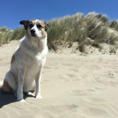 Love Is A Losing Game ft. The Birds At Dawn(Amy Winehouse)