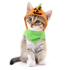 Halloween cat  :) 2