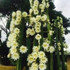 Psychedelic Campfire