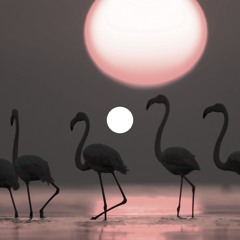 Phangrab / Early Birds