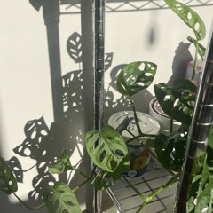 julien baker - sprained ankle (cover)