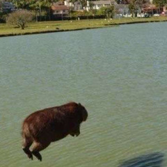 dont worry be capy