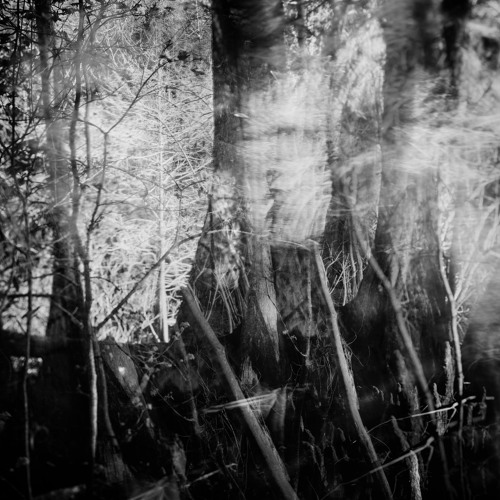 Swamp Study #1