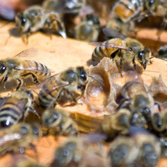 LT10 - Henry Colaneri - 20-05-25  Senasa - Día mundial de las abejas