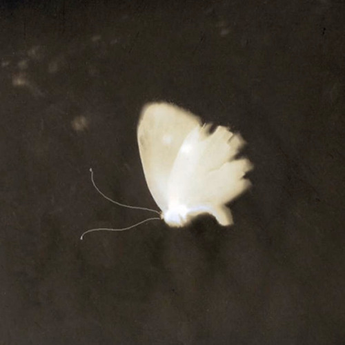 Am I a butterfly?