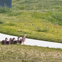 the expense of someone else