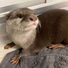 osamason - flex yo sack 155 (open) (prod stoopidxool)