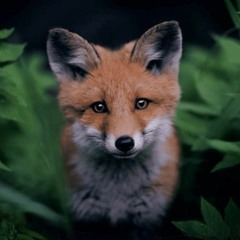 French Fuse feat. Carice - Little Girl