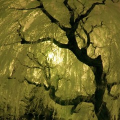 under the willow tree_chapter412