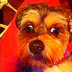 schaferhousefreestyle2