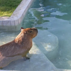 to be tbh imma be honest