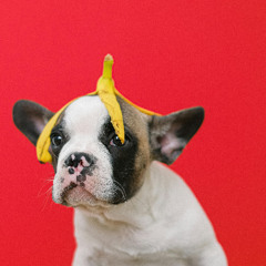 What if god was a dog?