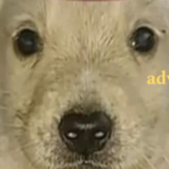Aesenth