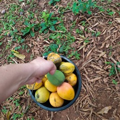 silvo season approaching