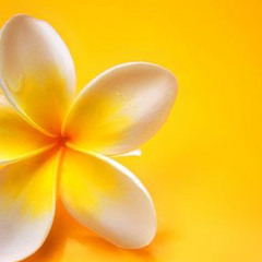 kanakaTribe_EdinLelínPwong🔥🌸