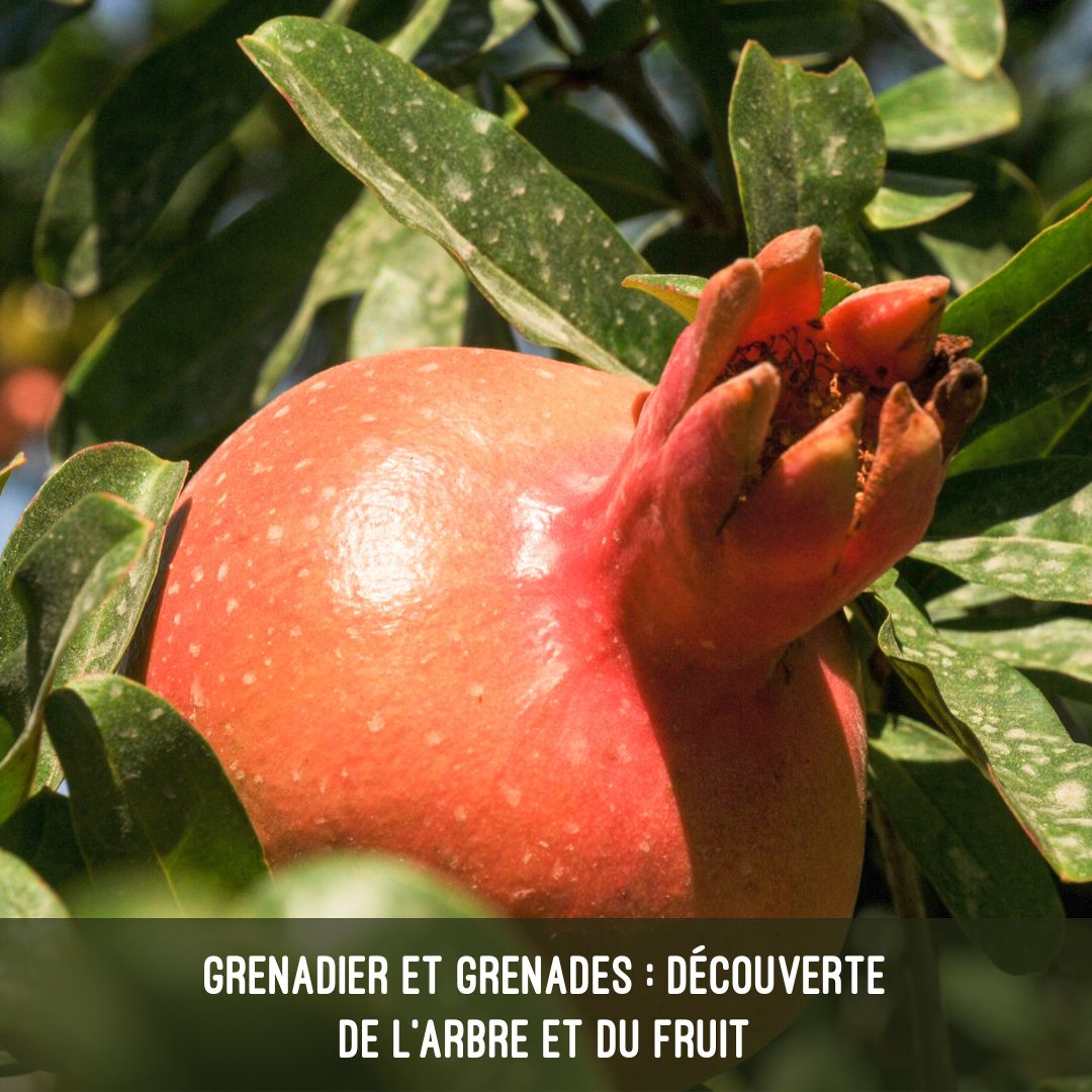 Grenadier et grenades – découverte de l’arbre et du fruit