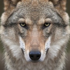 15 Wolf Like Me