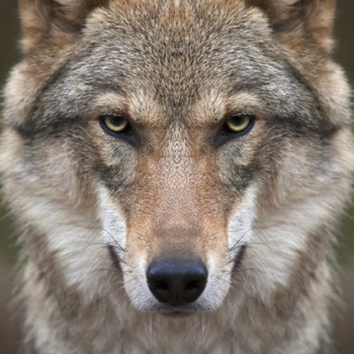 Wolf Like Me by BeaBonnet29