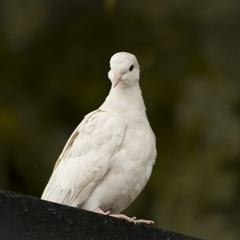 Tesla's Pigeon