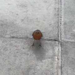 Data - School Memory