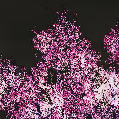 NEZUKO (Prod. CvrCrvsh)