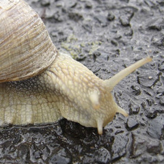 oh a snail