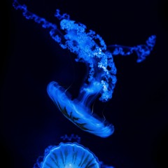 Liquid Essence | Journey Mix