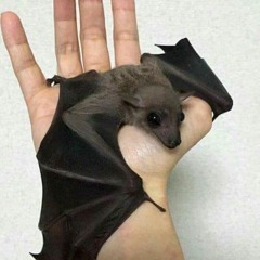 bat behavior