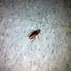 ROACHES IN THE KITCHEN