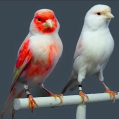 Canary Bird - اقوى تغريد كناري للتسميع و تهييج الانات للتزاوج صوت رقم 7