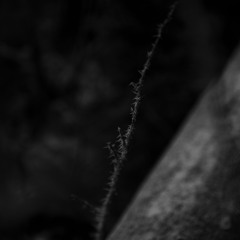 Report From The Other Side