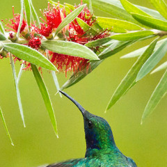 HONEYSUCKERING 194bpm