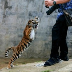 tiger style