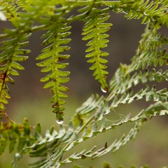 Into the woods (demo)