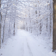 Winter Trails of Ice and Stone