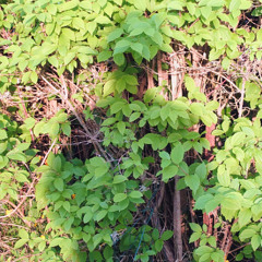 Abraham - Vert Vent #1 - DJ set nov25