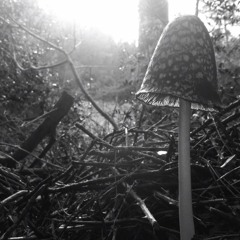 GuilL'ART- This Reality Of Life Is Unnecessary (CUT)