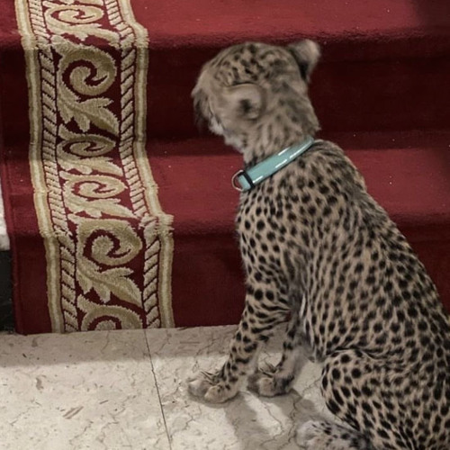 لجلج الجمري وغنى