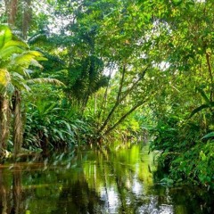 MBSR - Bodyscan Kort  - 20 Minuten