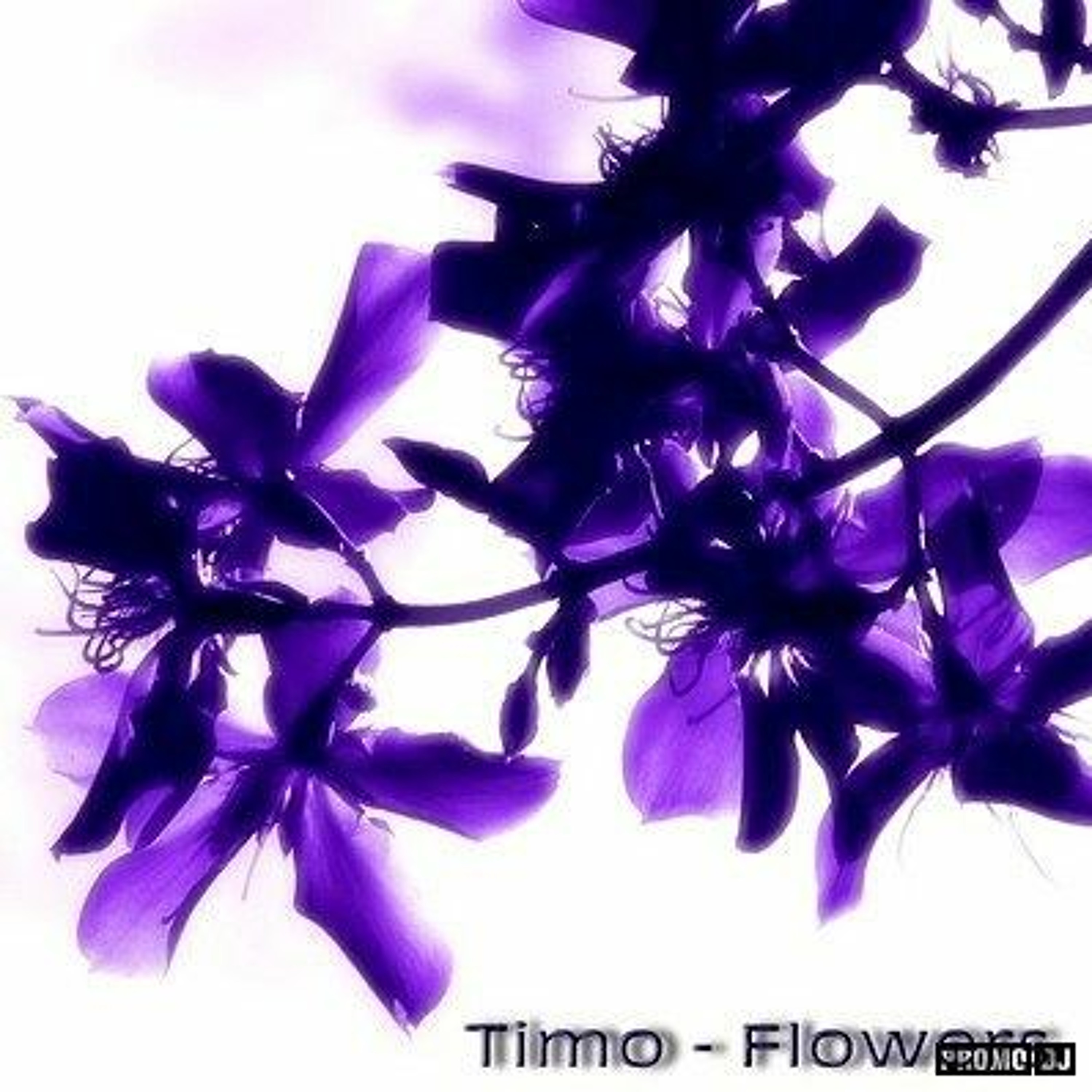 Timo from Kyiv
