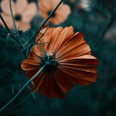 Everbloom