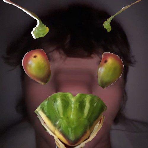 The Praying Mantis