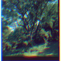 poplar tree (men i trust sample)