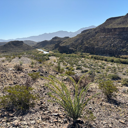 Ocotillo