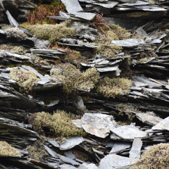 PREMIERE: Parry - RY-Z